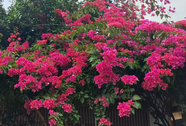 畅游在齐鲁 筑梦新云端 | 厚植数字沃土 绘就聊城数字游民发展新图景